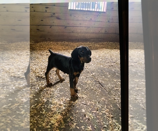 Medium Photo #2 Doberman Pinscher Puppy For Sale in BOUCKVILLE, NY, USA