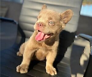 Mastiff Puppy for sale in TUCSON, AZ, USA