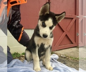 Siberian Husky Puppy for sale in THURMONT, MD, USA
