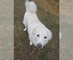 Small #9 Chow Chow-Great Pyrenees Mix
