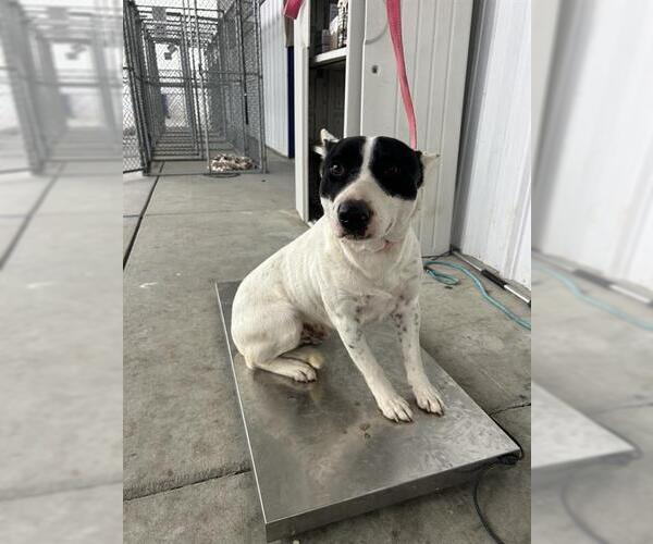 Medium Photo #1 Bull Terrier-Texas Heeler Mix Puppy For Sale in Bakersfield, CA, USA