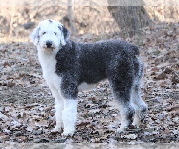 Medium Photo #1 Poodle (Miniature)-Sheepadoodle Mix Puppy For Sale in CHILLICOTHE, MO, USA