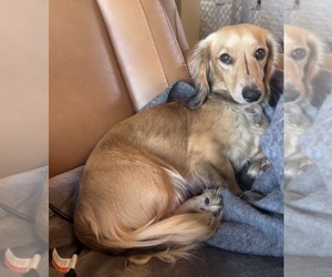 Mother of the Dachshund puppies born on 09/10/2025