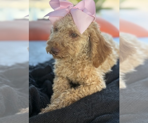 Medium Photo #3 Goldendoodle mix (+ Poodle Miniature) Puppy For Sale in MENIFEE, CA, USA