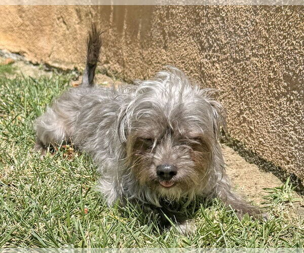 Medium Photo #6 Mutt Puppy For Sale in Corona, CA, USA