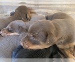 Small Photo #1 Doberman Pinscher Puppy For Sale in CHATSWORTH, GA, USA