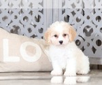 Small Photo #1 Cavachon Puppy For Sale in MOUNT VERNON, OH, USA