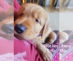 Small Photo #10 Golden Retriever Puppy For Sale in BELLINGHAM, WA, USA