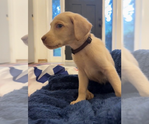 Medium Photo #4 Labrador Retriever Puppy For Sale in ELKTON, MD, USA