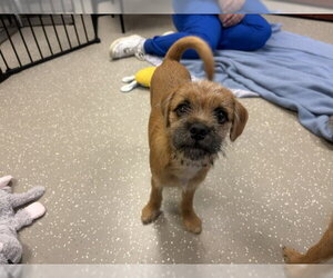 Cairn Terrier Dogs for adoption in Fort Wayne, IN, USA