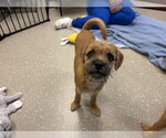 Small Cairn Terrier