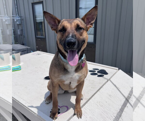 Medium Photo #17 Mutt Puppy For Sale in Fargo, ND, USA