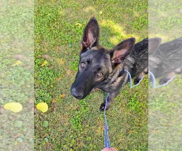 Medium Photo #4 German Shepherd Dog-Unknown Mix Puppy For Sale in Imlay City, MI, USA