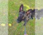 Small #3 German Shepherd Dog Mix