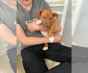Luke - Male Black Mouth Cur-Boxer Mix Dog for Adoption - Photo #2