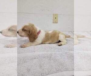 Basset Hound Puppy for sale in SCIPIO, IN, USA