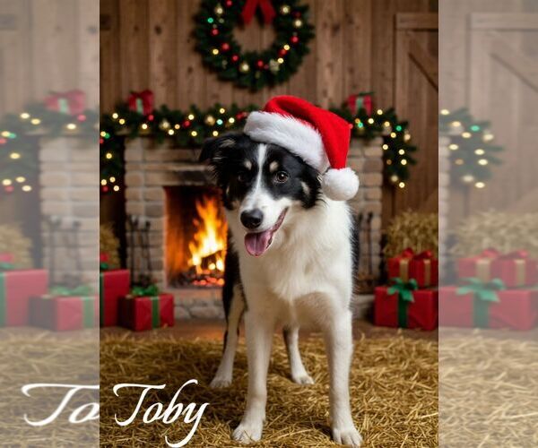 Medium Photo #25 Border Collie Puppy For Sale in Highland, IL, USA