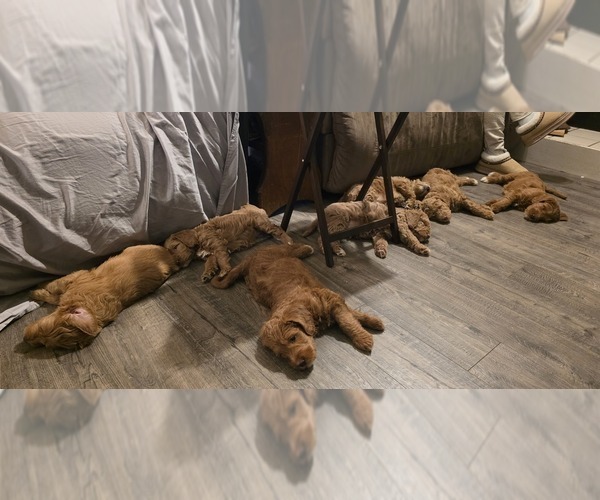 Medium Photo #1 Labradoodle mix (+ Poodle Standard) Puppy For Sale in WASILLA, AK, USA