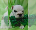 Small Photo #12 English Bulldog Puppy For Sale in HAMILTON, OH, USA