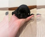 Small Photo #11 Labrador Retriever Puppy For Sale in BARRON, WI, USA