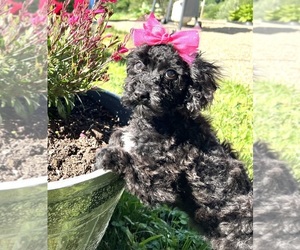 Poodle (Miniature) Puppy for sale in DUNDEE, OH, USA