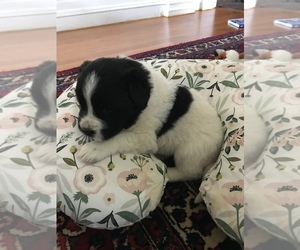 Newfoundland Puppy for sale in NEWPORT, NH, USA