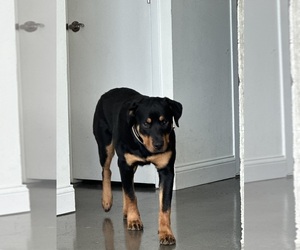 Rottweiler Puppy for sale in PITTSBURGH, PA, USA
