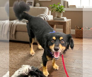 Cocker Spaniel-Papillon Mix Dogs for adoption in Escondido, CA, USA