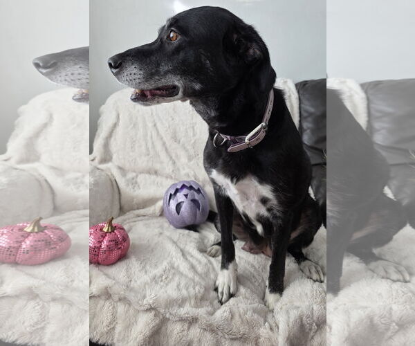 Medium Photo #4 Border-Aussie Puppy For Sale in MIDWAY, UT, USA