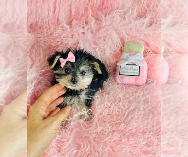 Medium Photo #3 Morkie Puppy For Sale in MIAMI BEACH, FL, USA