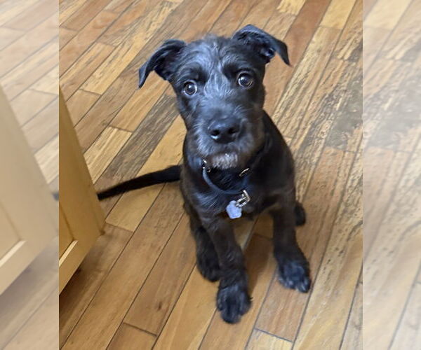 Medium Photo #1 Mutt Puppy For Sale in Mundelein, IL, USA