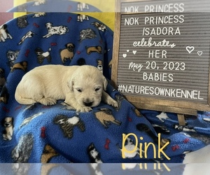 English Cream Golden Retriever Puppy for sale in DEARBORN, MO, USA