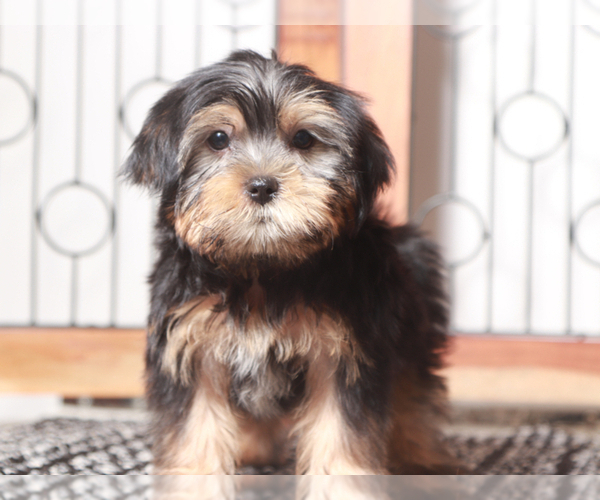 Medium Photo #1 Shorkie Tzu Puppy For Sale in NAPLES, FL, USA