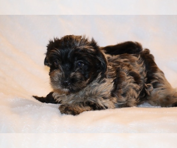 Medium Photo #7 Yorkiepoo mix (+ Poodle Toy) Puppy For Sale in DYERSBURG, TN, USA