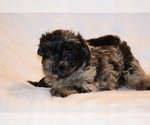 Small #6 Yorkiepoo mix (+ Poodle Toy)