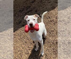 Olde Bulldog Dogs for adoption in London, Ontario, Canada