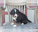 Puppy Opal Bernese Mountain Dog