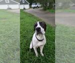 Small #1 Lab-Pointer