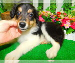 Small Photo #8 Border Collie Puppy For Sale in HAMMOND, IN, USA