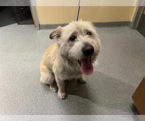Labrador Retriever-Wheaten Terrier Mix Dogs for adoption in Orange, CA, USA