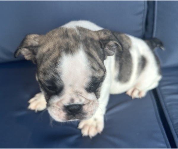 Medium Photo #91 English Bulldog Puppy For Sale in WEEKI WACHEE, FL, USA