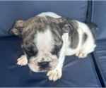 Small Photo #91 English Bulldog Puppy For Sale in WEEKI WACHEE, FL, USA