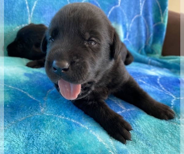 Medium Photo #6 Labrador Retriever Puppy For Sale in PALM COAST, FL, USA