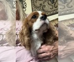 Small #5 Cavalier King Charles Spaniel