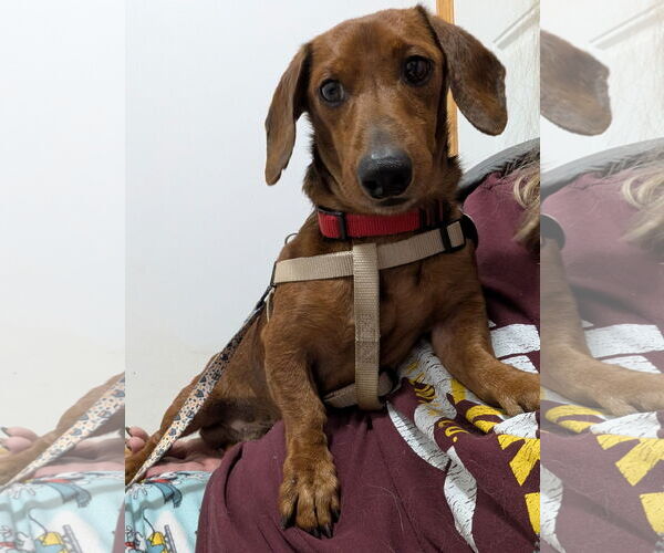Medium Photo #3 Dachshund Puppy For Sale in St. Louis Park, MN, USA