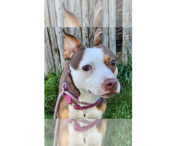Medium Photo #13 Staffordshire Bull Terrier-Unknown Mix Puppy For Sale in Brewster, NY, USA