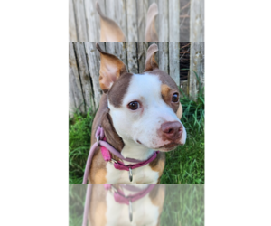 Dallas - Female Staffordshire Bull Terrier-Unknown Mix Dog for Adoption - Photo #13