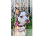 Small Photo #13 Staffordshire Bull Terrier-Unknown Mix Puppy For Sale in Brewster, NY, USA