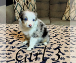 Small #11 Australian Shepherd