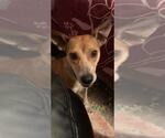 Small #1 Chihuahua Mix